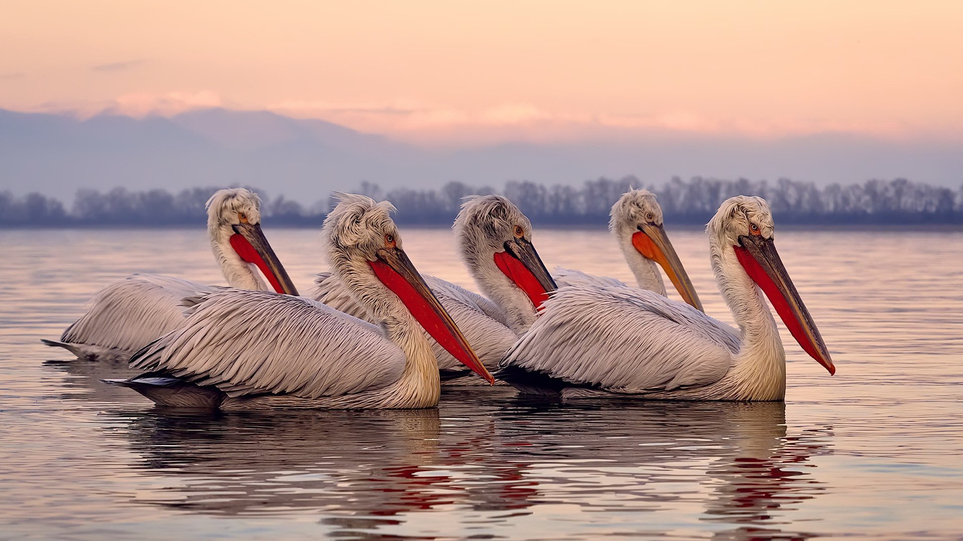 异乡人之锤,武切维奇单节20分撕裂北京防线,开拓者三分钟轰垮对手