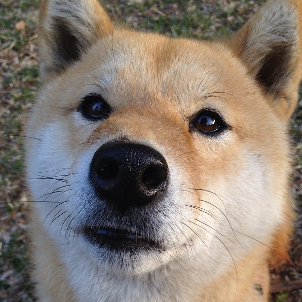 独行侠羽翼下的无声惊雷，东契奇30+三双导演排名争夺战焦点胜利